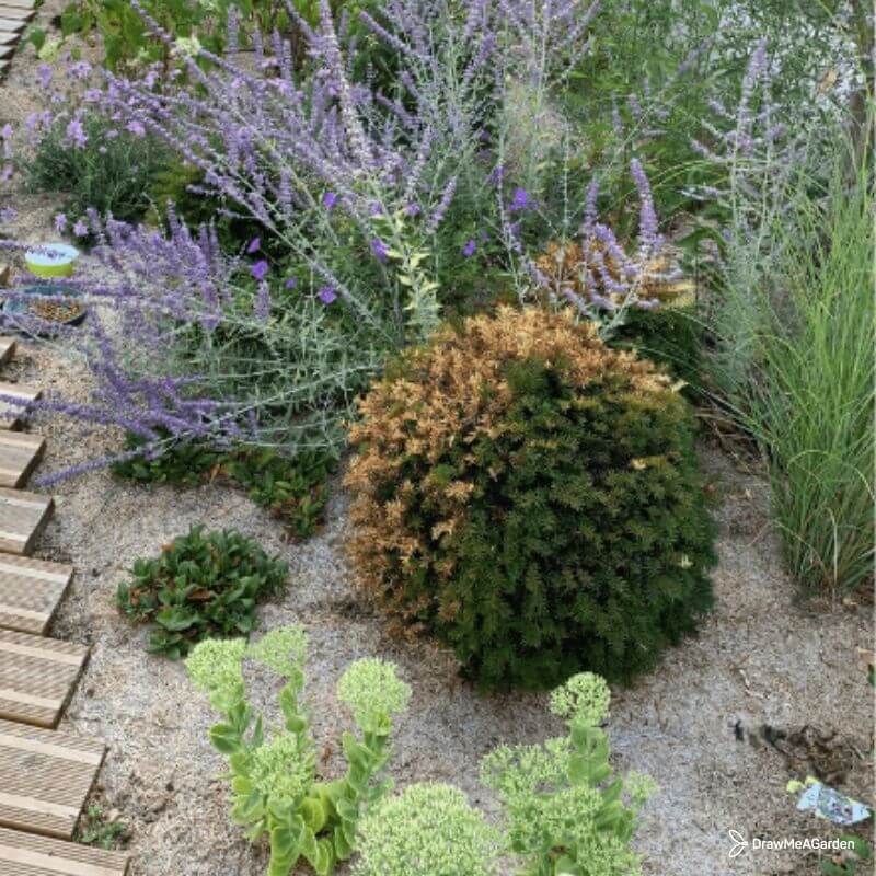 plantation en automne pour jardin fleuri précoce
