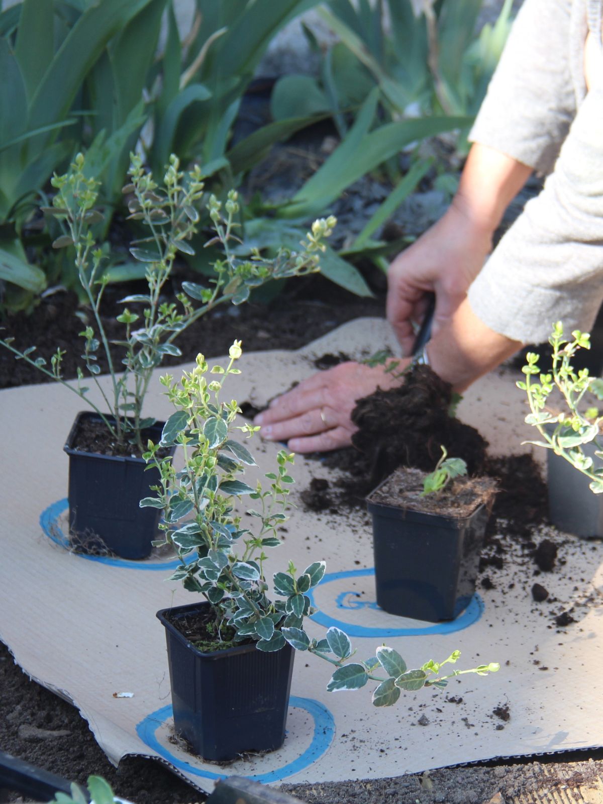 plantation du kit jardin