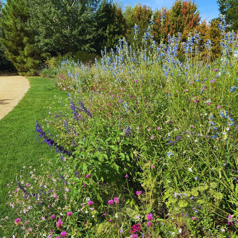 plantation en automne pour jardin fleuri précoce