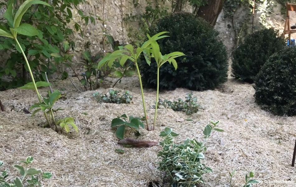paillage sur nouvelle plantation pour plantation réussie