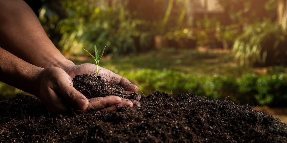 erreur à éviter pour plantation de jeune plante