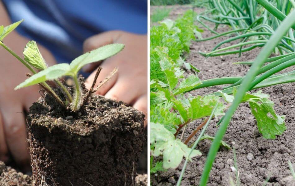 photos de plantations à faire au jardin en novembre