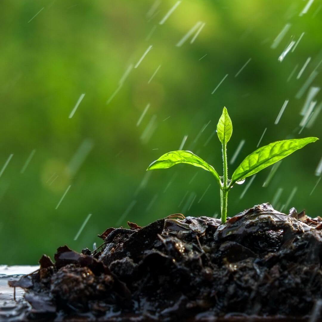 nouvelle plantation sous la pluie