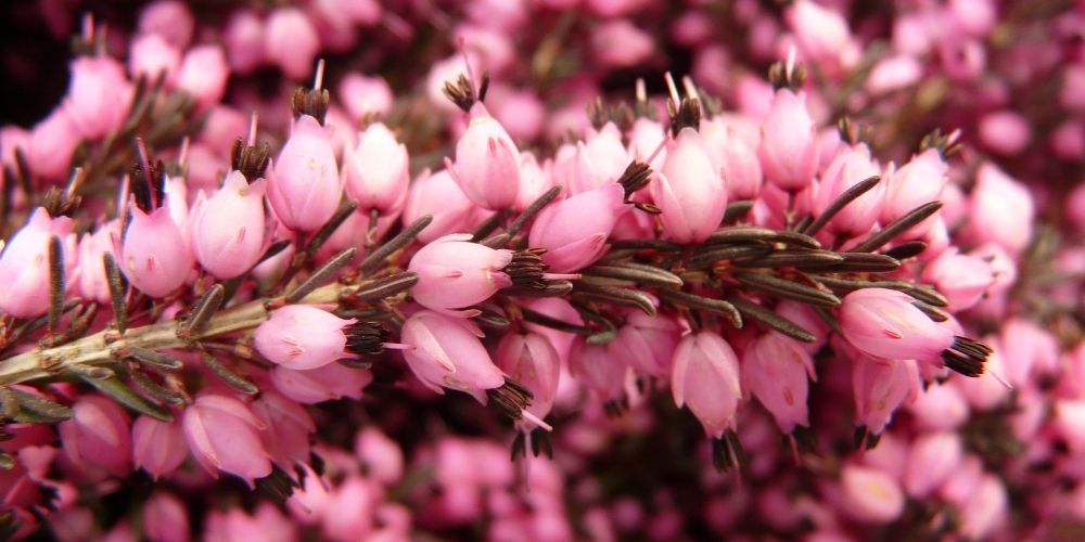 Plantes couvre-sol : la Bruyère Erica carnea