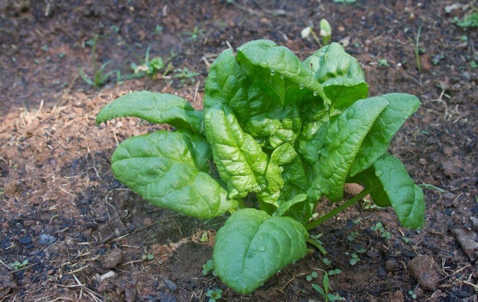 protéger ses plantes de la chaleur : plante à l’ombre