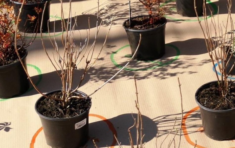 plante prêt à planter protéger du froid