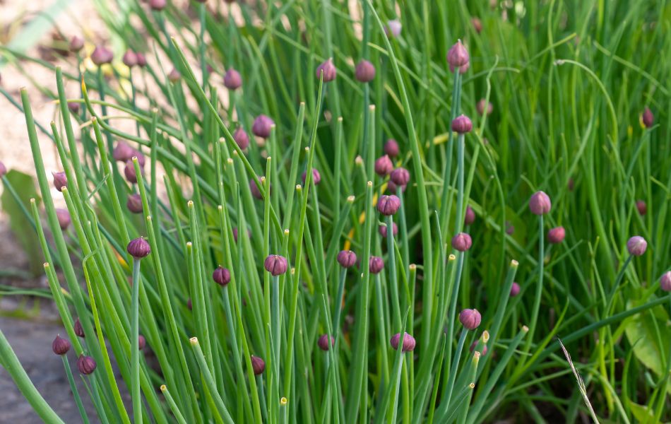 plante aromatique : ciboulette