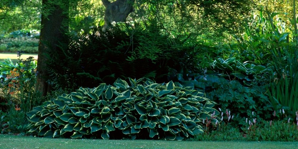 vue sur un jardin avec des jolies plantes au feuillage remarquable