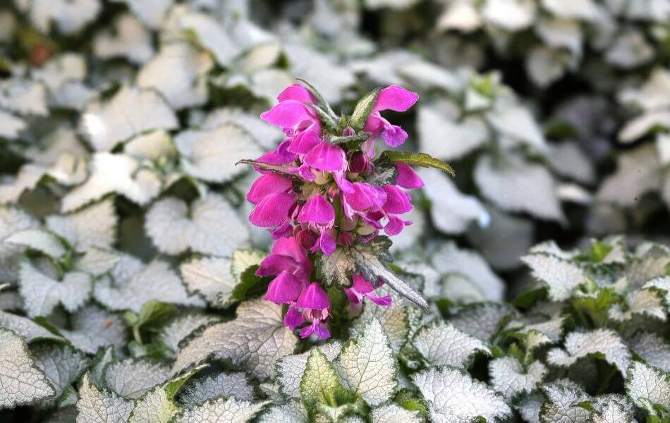 plante couvre-sol : le lamier argenté rose magenta