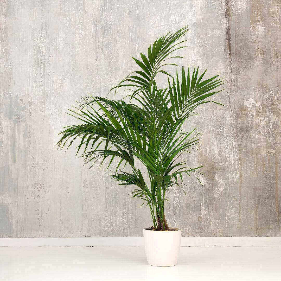 Kentia plante d’intérieur facile d’entretien