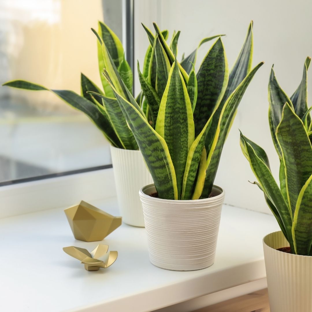 Sansevieria plante d’intérieur facile d’entretien