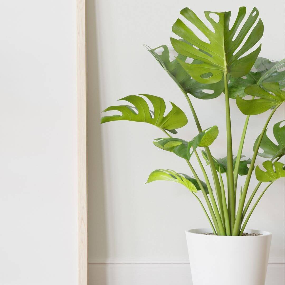 Monstera plante d’intérieur facile d’entretien