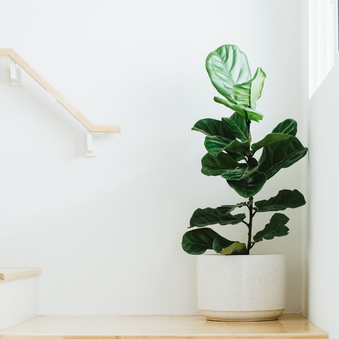 Le Ficus lyrata une plante d’intérieur facile d’entretien