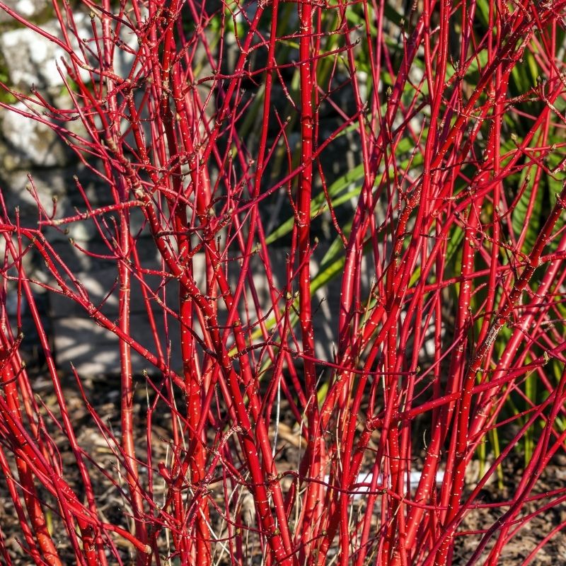 Plante d’hiver : cornus alba bois rouge