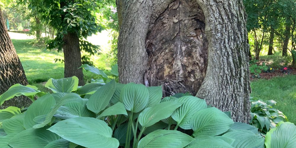 plante au pied des arbres