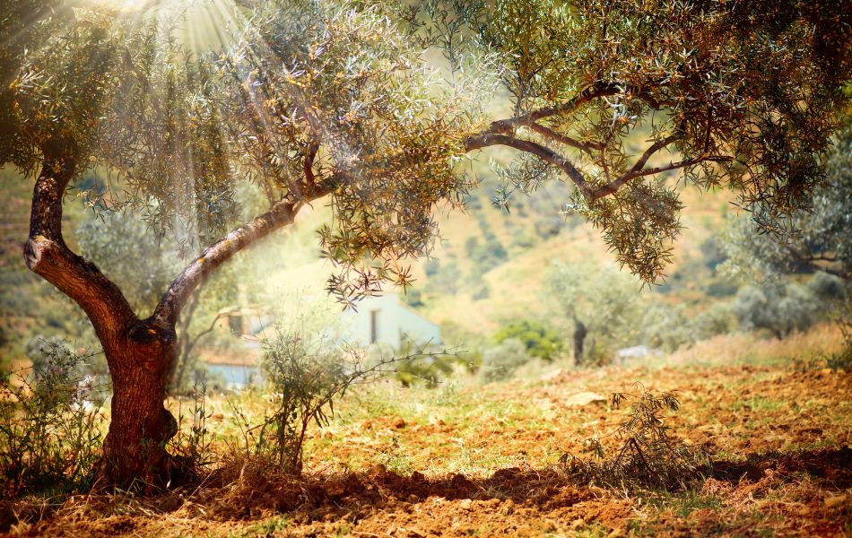 Un olivier sous le soleil