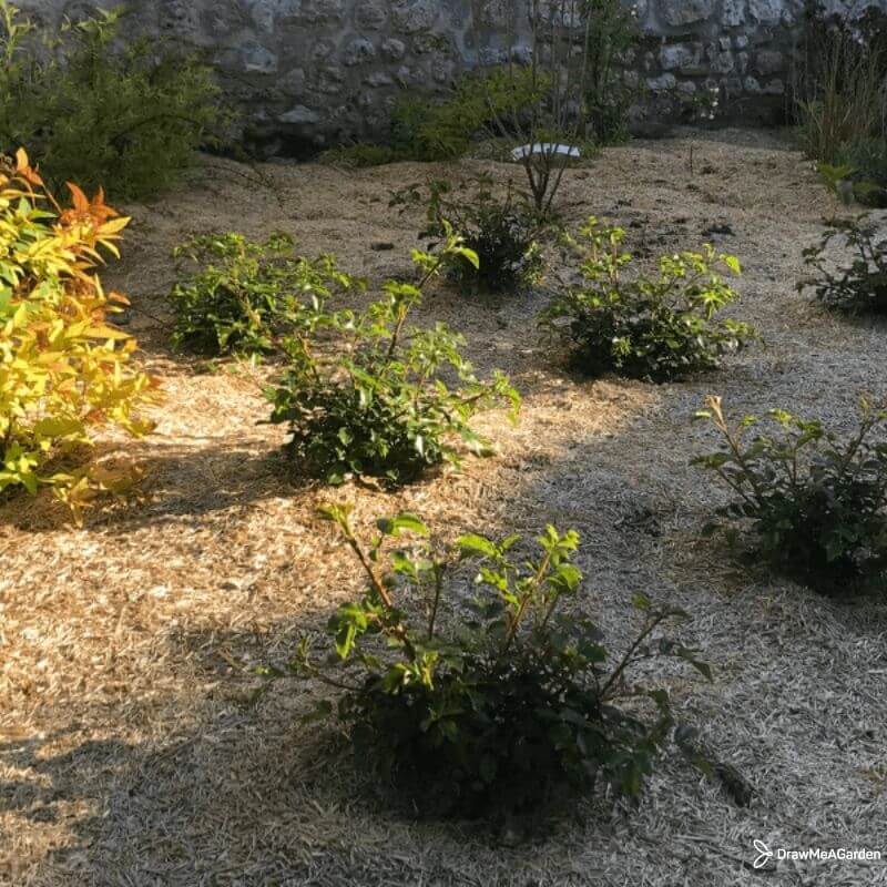 plantation en automne dans sol humide et pose de paillis