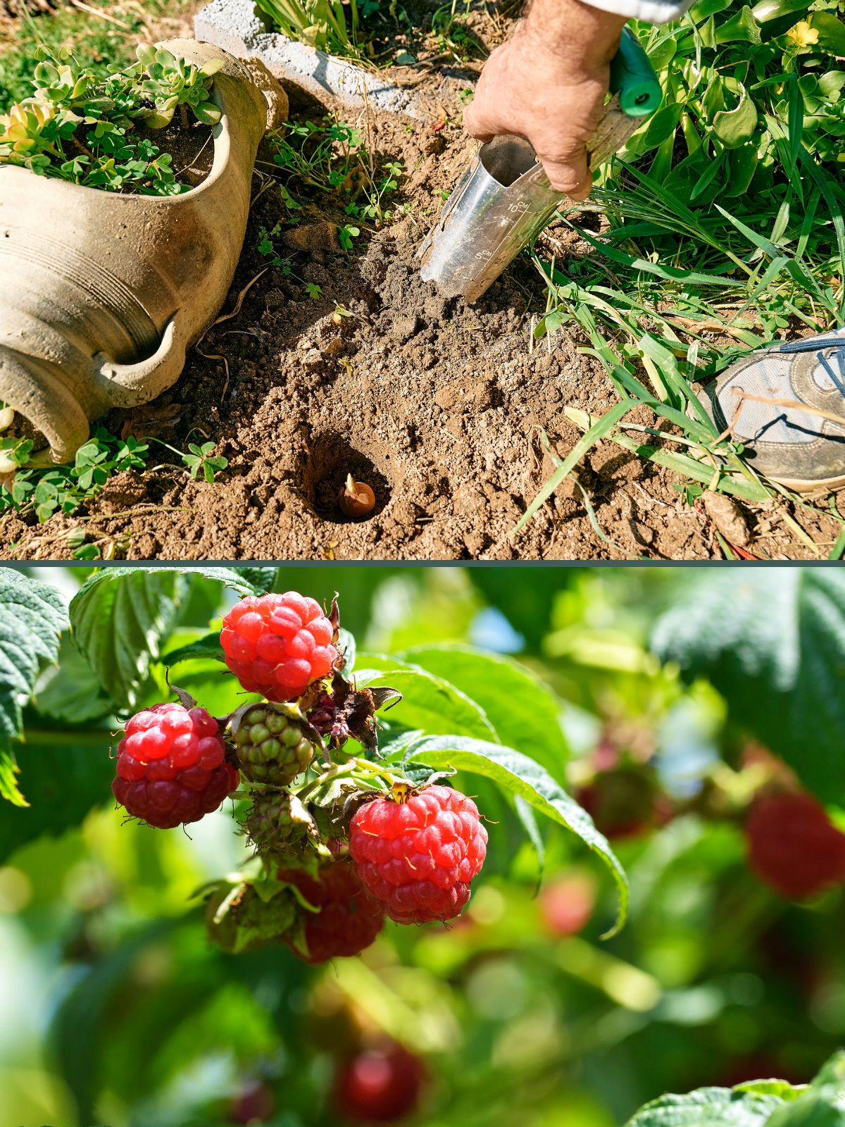 Planter des bulbes ou arbres fruitiers