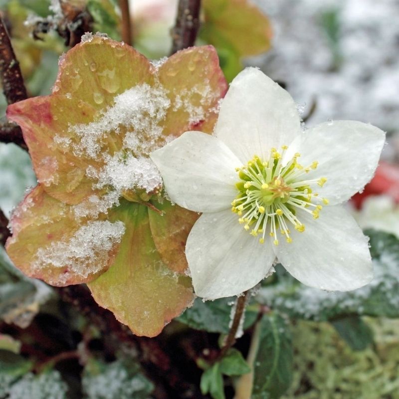 5 plantes à avoir dans jardin en hiver