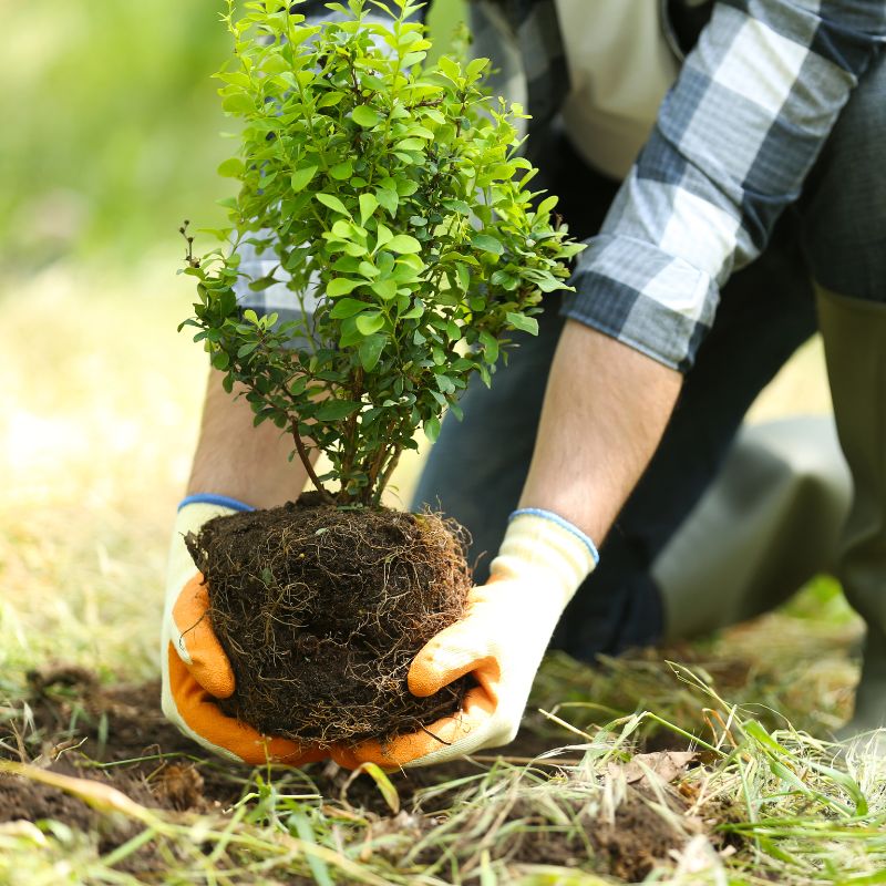 Planter un arbuste