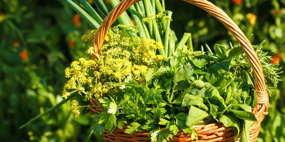 récolte de plantes aromatiques du jardin