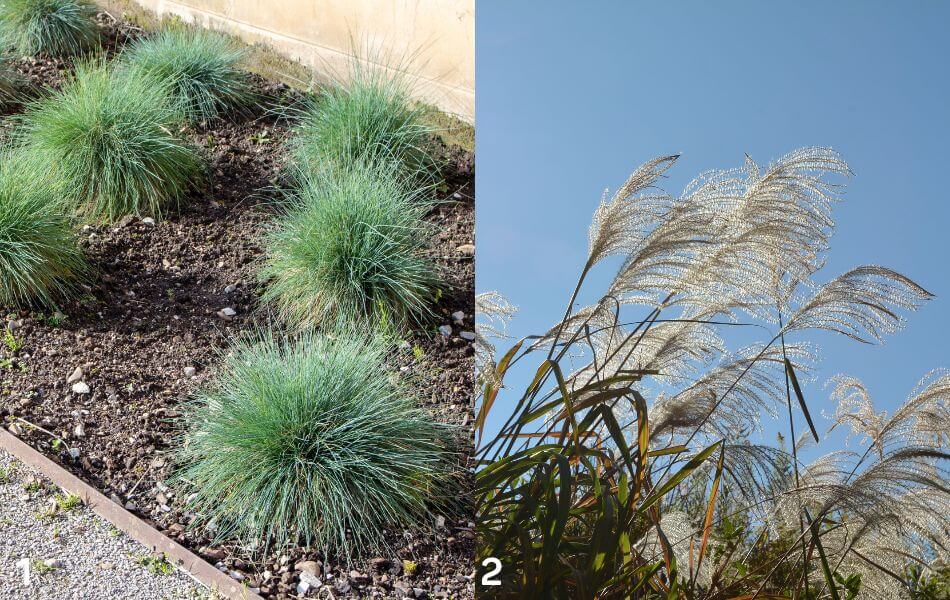 plantes graminées : miscanthus, fétuque