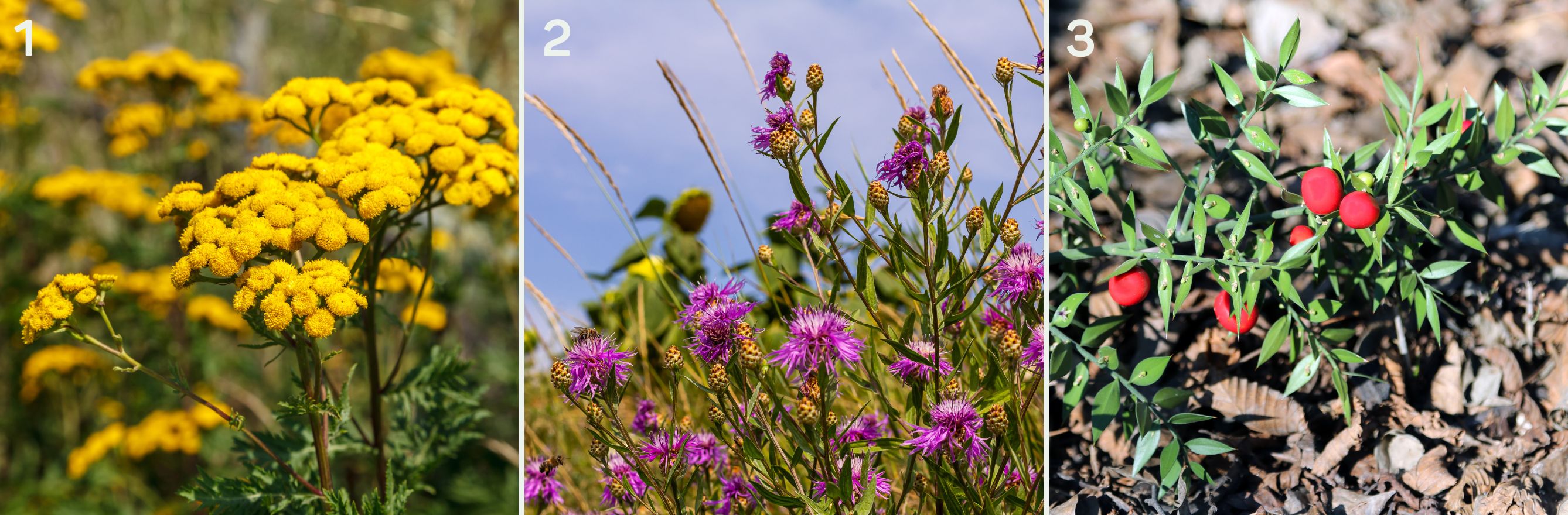 3 plantes indigènes