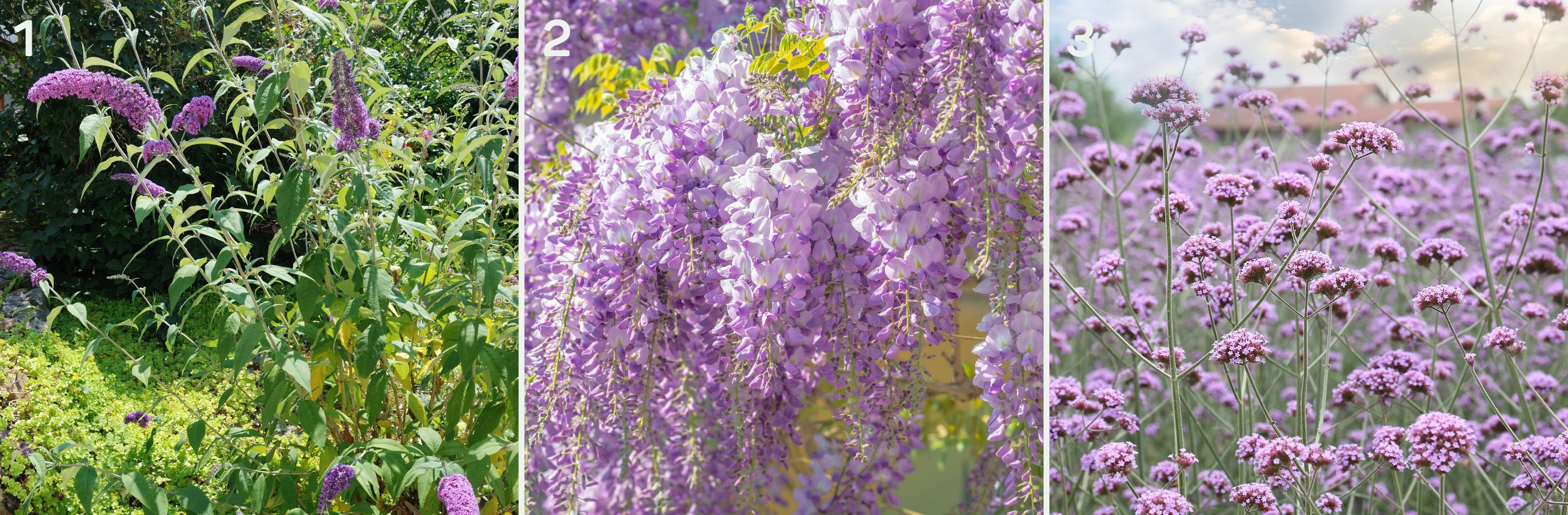 3 fleurs mellifères