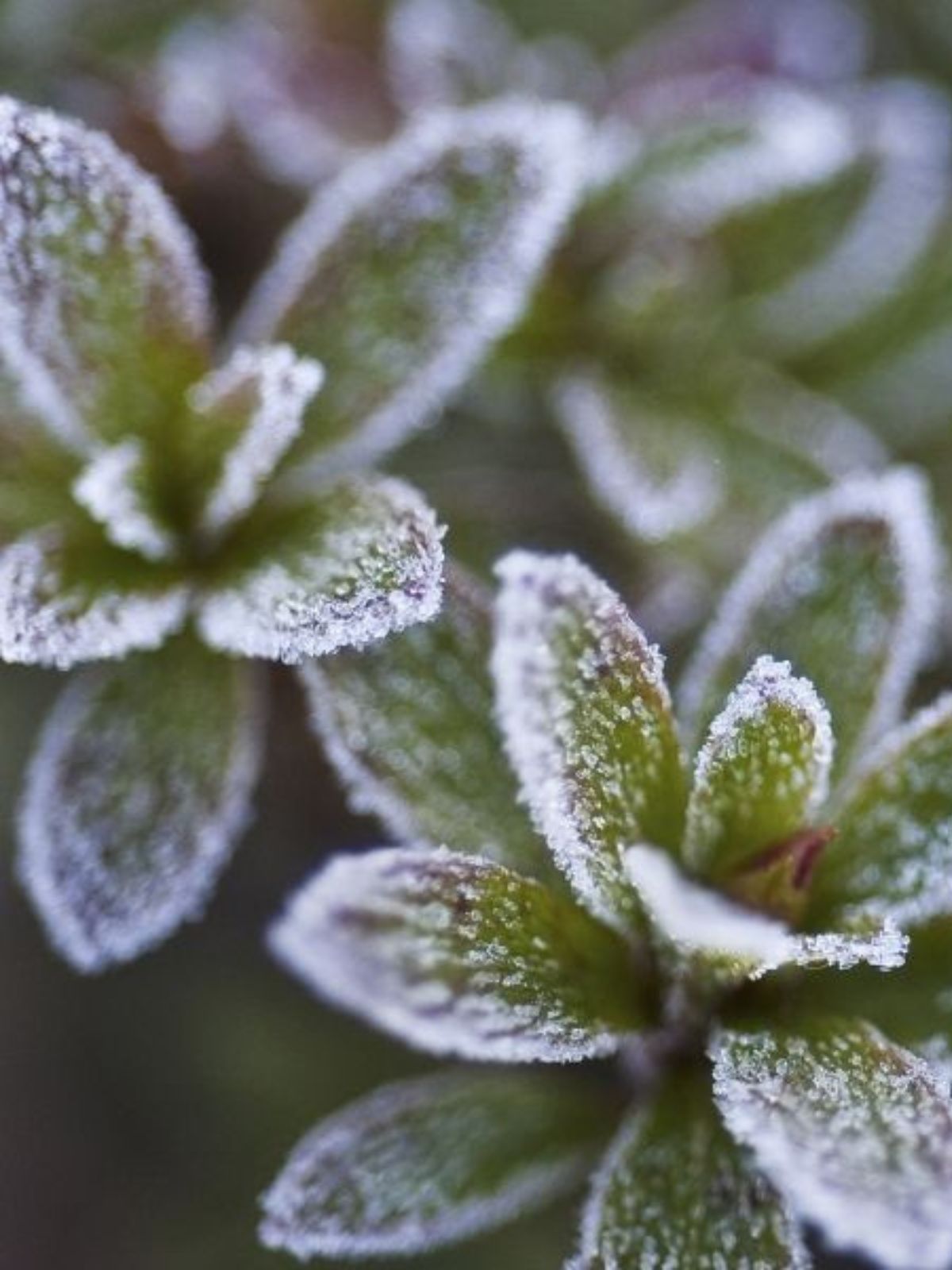 Les plus belles fleurs d'hiver, résistantes au gel