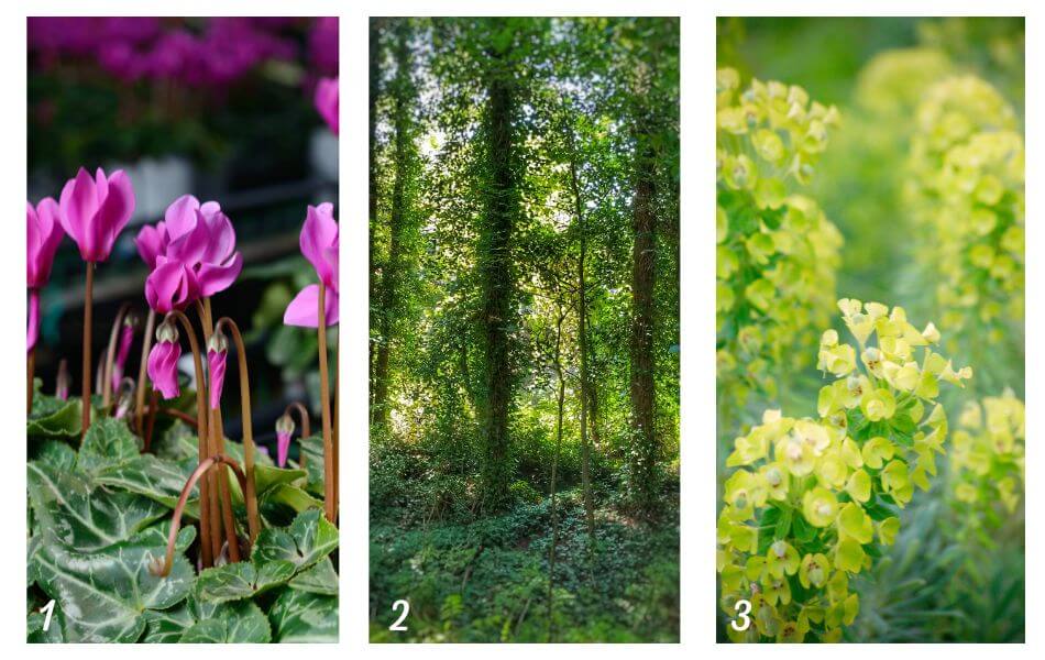 plantes placées au pied des arbres
