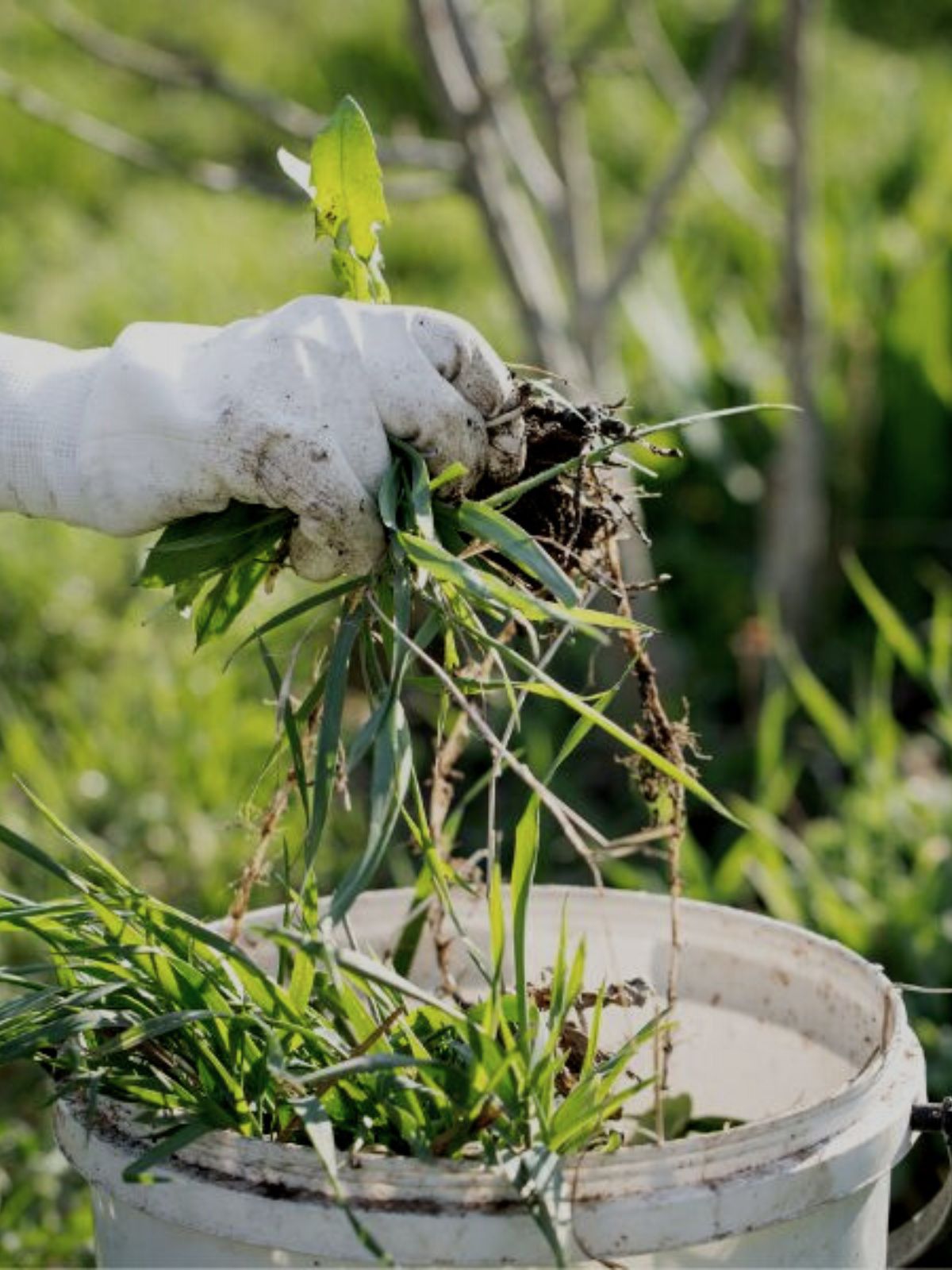 Eliminer mauvaises herbes