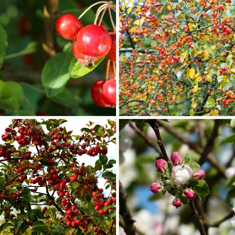 Four different views of the ornamental apple tree