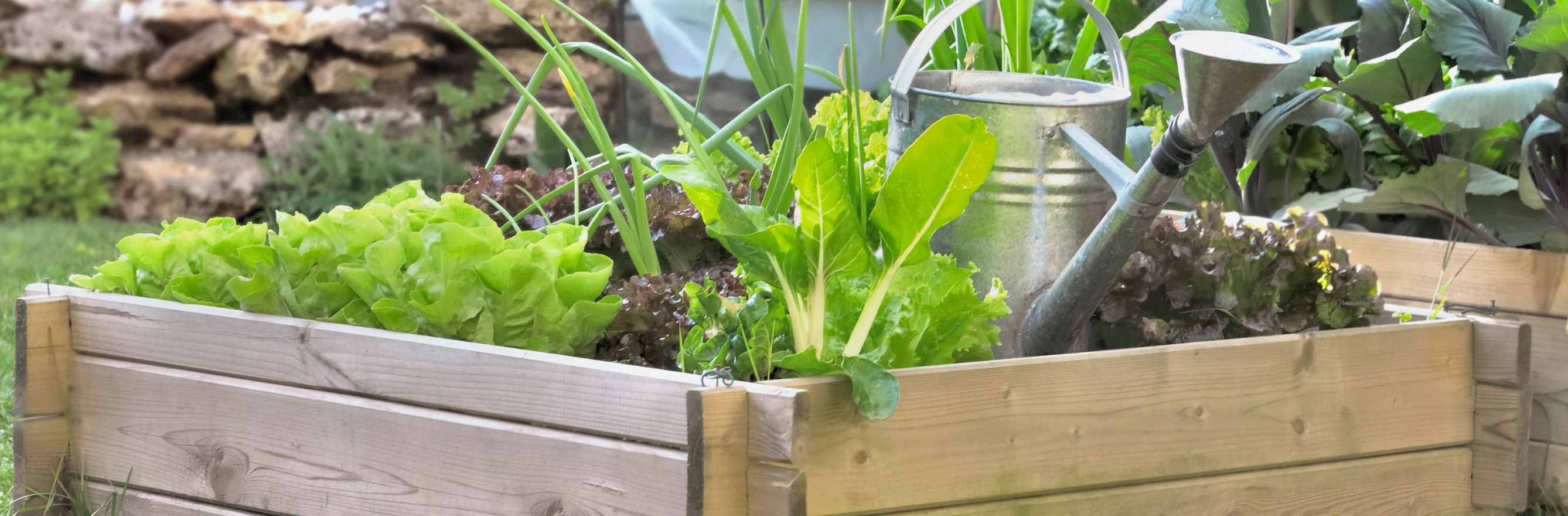 C'est la photo d'un carré potager