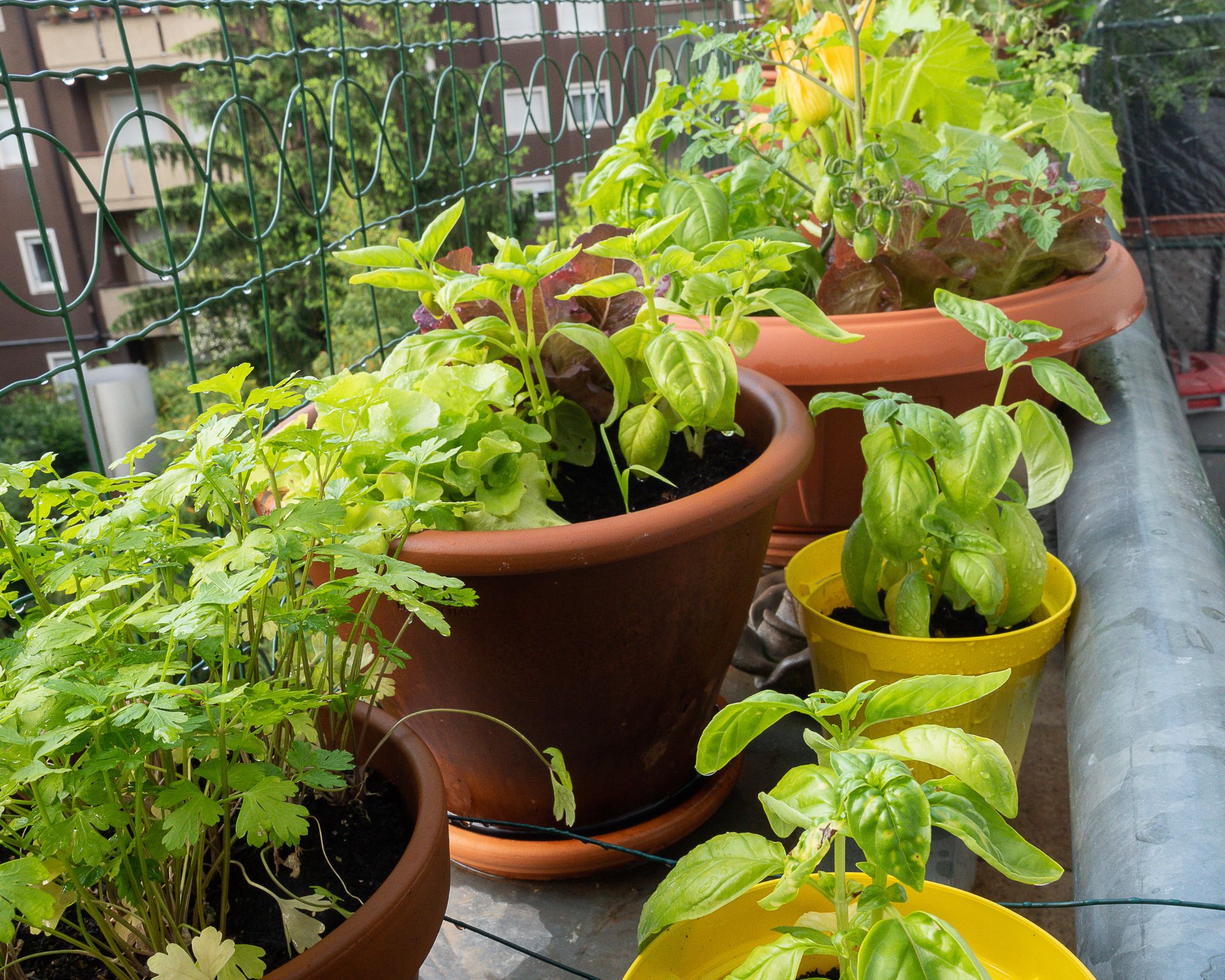 Potager sur balcon