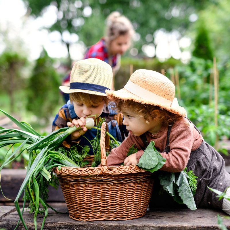 Potager avec les enfants