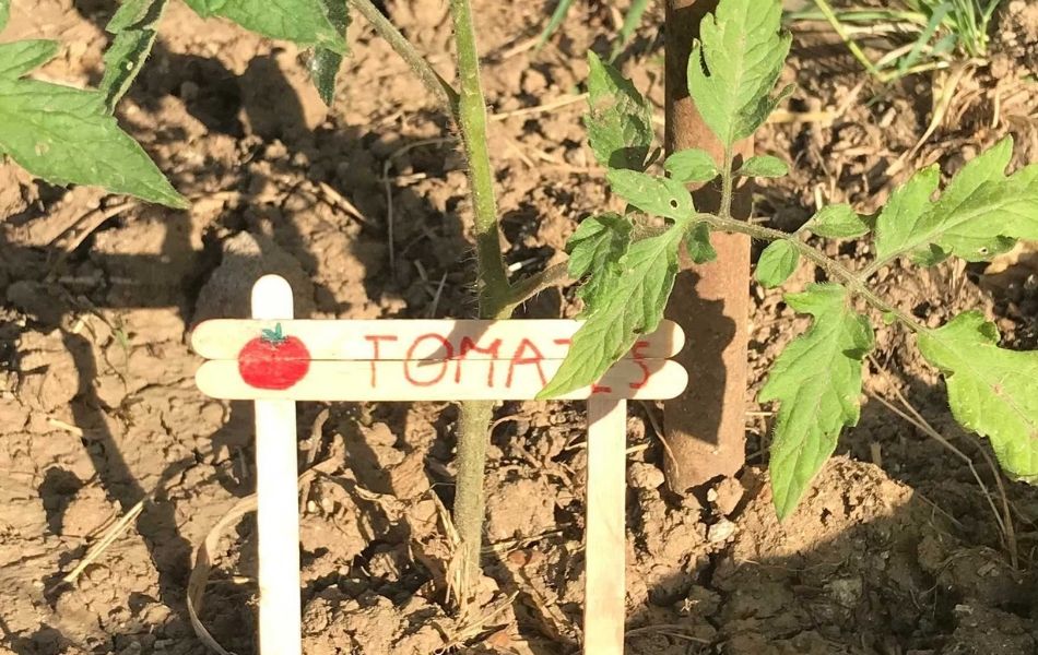 activité autour du jardin avec les enfants : marqueurs de potager avec les bâtons