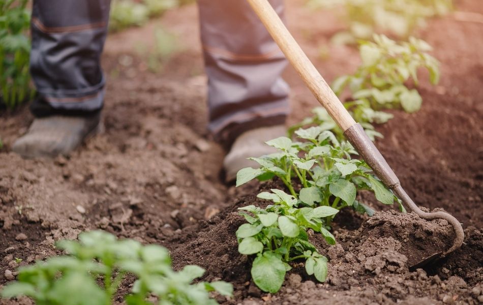 entretien du jardin potager avant automne