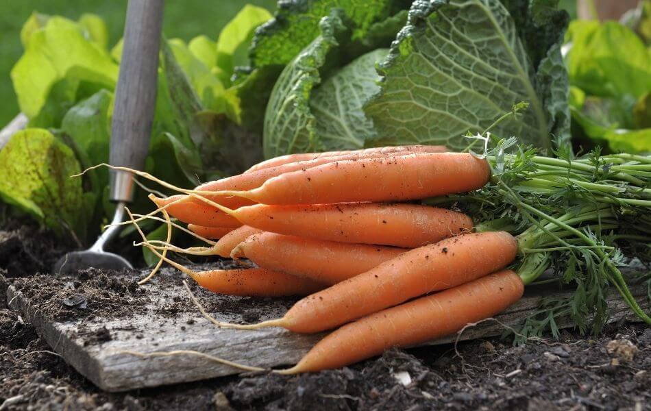 les travaux à réaliser au potager en octobre récolte carotte octobre