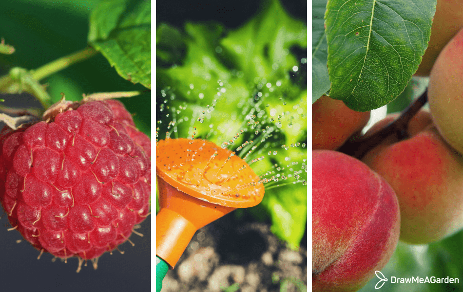 Les travaux à réaliser au potager au mois d'août