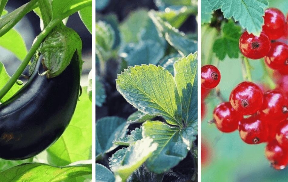 Les travaux à réaliser au potager en septembre
