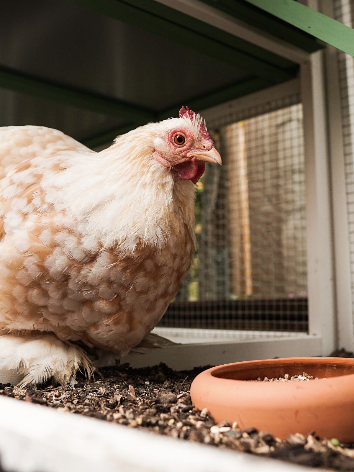 Huîtres pour les poules