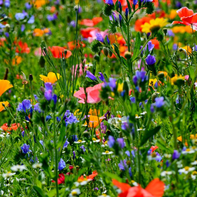 Prairie Fleurie