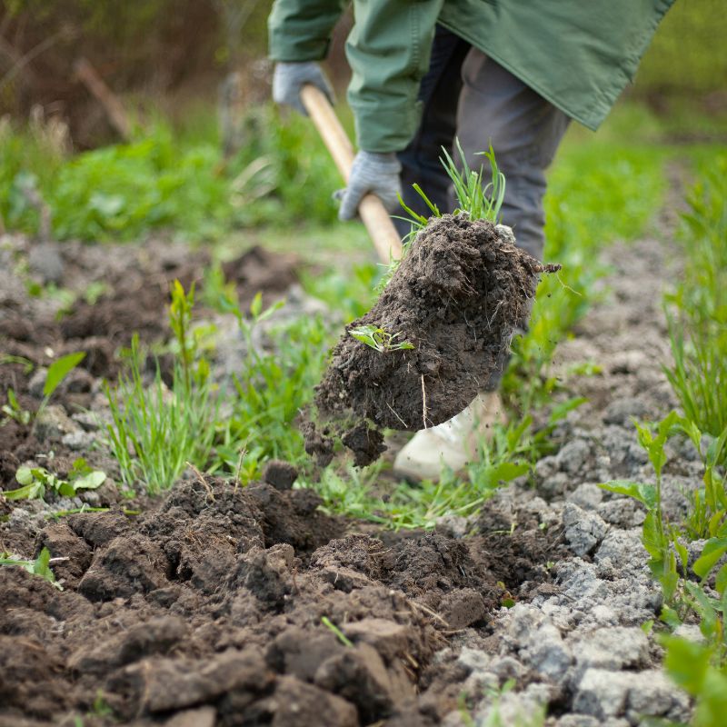 La méthode infaillible pour semer des graines de fleurs