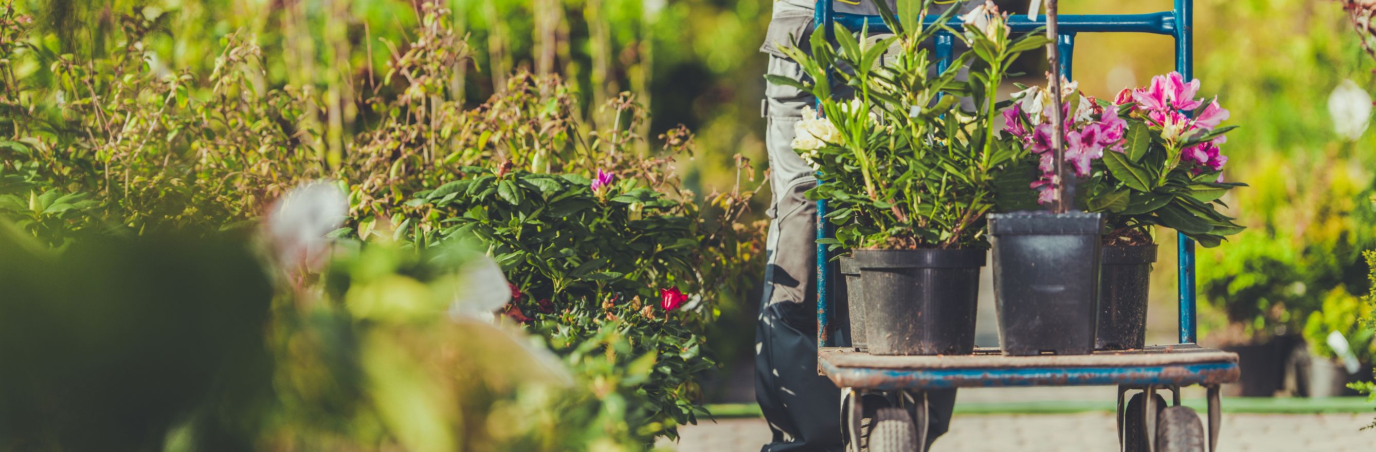 Côté jardin, Rentrer ses plantes à l'intérieur