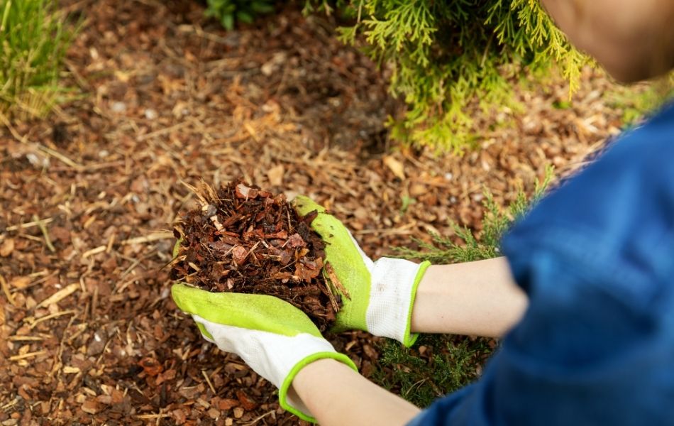 paillage du jardin contre la chaleur