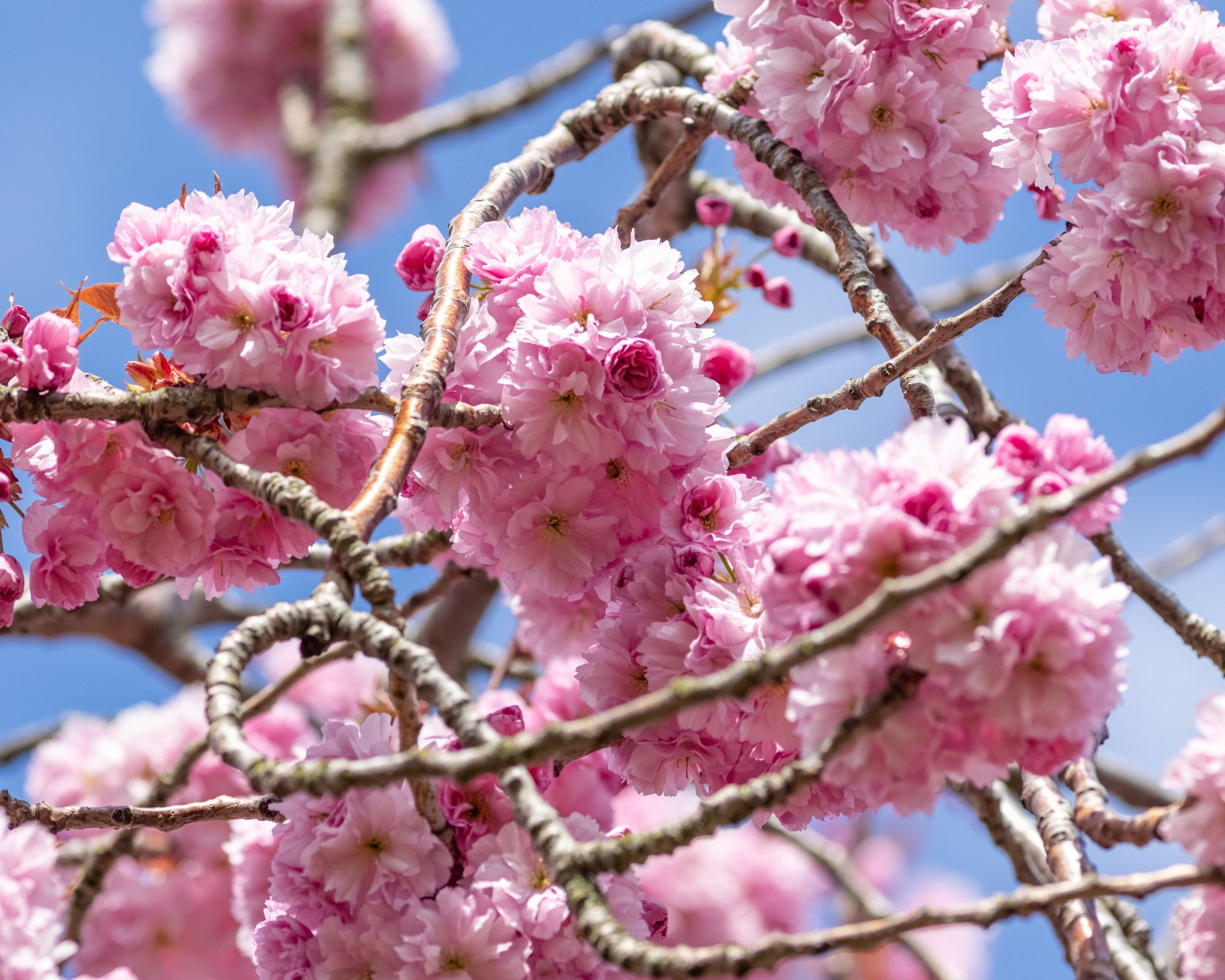 Fleurs de Printemps : Prunus Kanzan