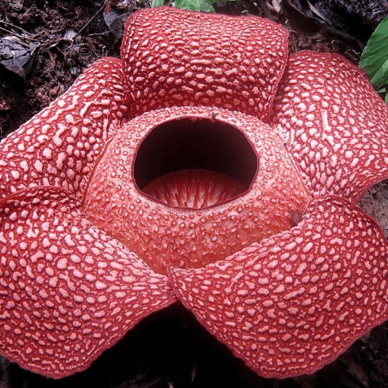 Rafflesia arnoldii ou la plus grande fleur au monde