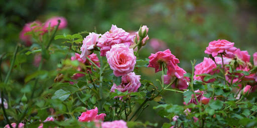 Rosier arbustif