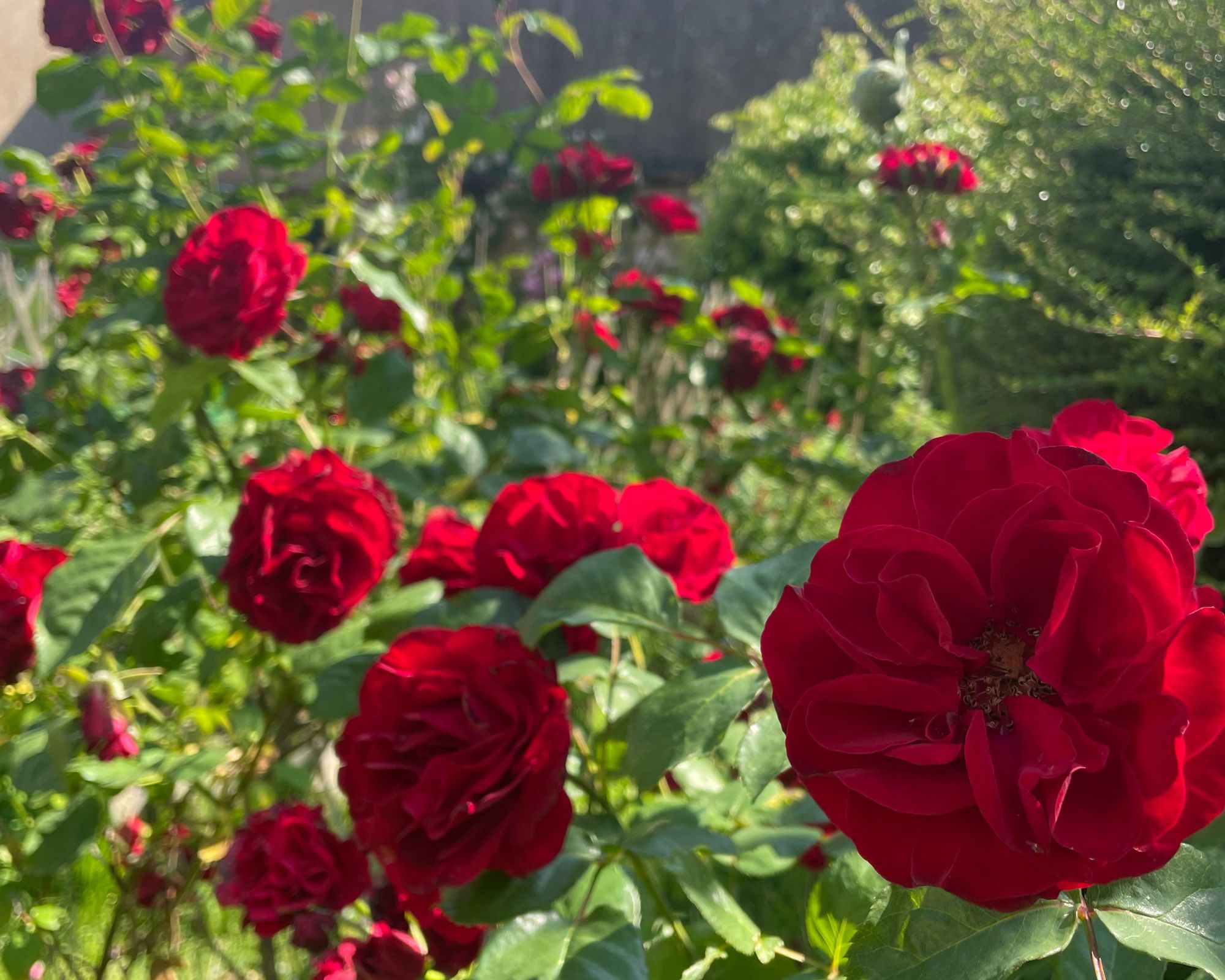 Types de plantes à associer aux rosiers