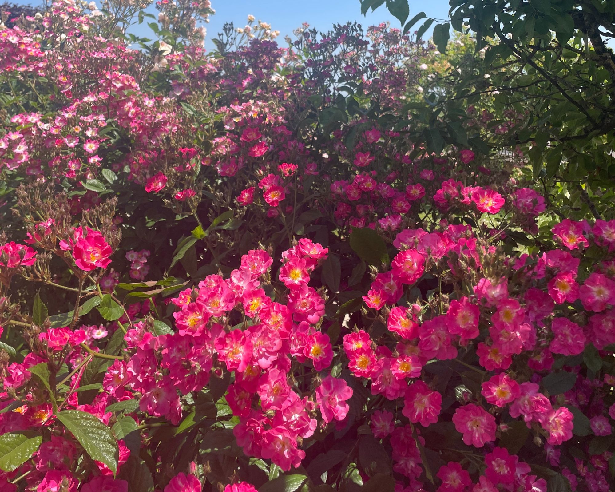 Quelles plantes mettre aux pieds des rosiers